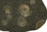 Fossil Ammonite Cluster - Posidonia Shale, Germany #335092-1